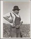 Field worker with knife used in topping sugar beets. Adams County, Colorado