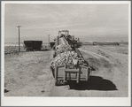Farmers' trucks waiting to be unloaded at sugar beet dump. Adams County, Colorado