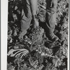 The point of the knife is used to lift the sugar beet. Adams County, Colorado