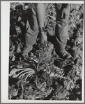 The point of the knife is used to lift the sugar beet. Adams County, Colorado