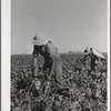 Sugar beets are knocked together to loosen the dirt which clings to them after pulling. Adams County, Colorado