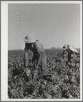 Sugar beets are knocked together to loosen the dirt which clings to them after pulling. Adams County, Colorado