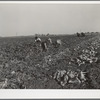 Workers in sugar beet field. Adams County, Colorado