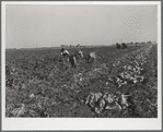 Workers in sugar beet field. Adams County, Colorado