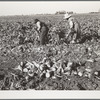 Women workers in sugar beet field. Adams County, Colorado