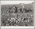 Women workers in sugar beet field. Adams County, Colorado
