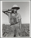 Young Spanish-American sugar beet worker. Adams County, Colorado