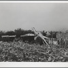 Mechanical corn picker. Fred Coulter farm. Grundy County, Iowa
