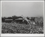 Mechanical corn picker. Fred Coulter farm. Grundy County, Iowa