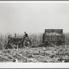 Hauling corn from the field. H.C. Clarke farm. Grundy County, Iowa