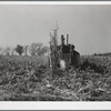Husking the last row in the field with mechanical corn picker. Grundy County, Iowa
