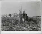 Husking the last row in the field with mechanical corn picker. Grundy County, Iowa