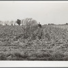 Finishing the last row in the field with a mechanical corn picker. Grundy County, Iowa