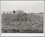 Finishing the last row in the field with a mechanical corn picker. Grundy County, Iowa