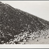 Sugar beets before processing at factory. Brighton, Colorado