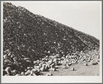 Sugar beets before processing at factory. Brighton, Colorado
