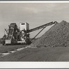 Sugar beets are piled over flumes before processing at factory. Brighton, Colorado