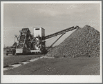 Sugar beets are piled over flumes before processing at factory. Brighton, Colorado