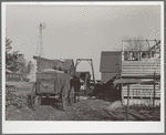 Bringing in corn from the field. Grundy County, Iowa