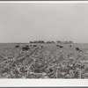 Cows eat corn left in the field by mechanical corn picker. Grundy County, Iowa