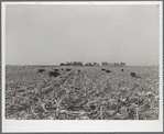 Cows eat corn left in the field by mechanical corn picker. Grundy County, Iowa