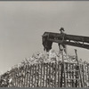 Filling a temporary corn crib. Grundy County, Iowa