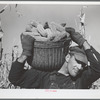 Hired hand with corn used in test for yield. Fred Ukro farm. Grundy County, Iowa