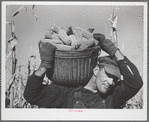Hired hand with corn used in test for yield. Fred Ukro farm. Grundy County, Iowa