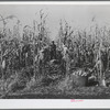 Husking corn for yield. Fred Ukro Farm. Grundy County, Iowa