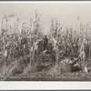 Husking corn for yield. Fred Ukro Farm. Grundy County, Iowa