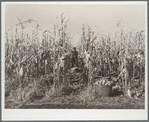 Husking corn for yield. Fred Ukro Farm. Grundy County, Iowa