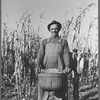 Fred Ukro with corn husked for yield test. Grundy County, Iowa