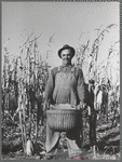 Fred Ukro with corn husked for yield test. Grundy County, Iowa
