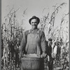 Fred Ukro with corn husked for yield test. Grundy County, Iowa
