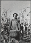 Fred Ukro with corn husked for yield test. Grundy County, Iowa