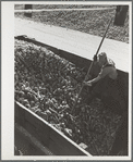 Unloading sugar beets at factory. Brighton, Colorado