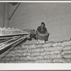 Storing bags of sugar at beet factory. Brighton, Colorado