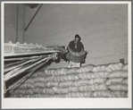 Storing bags of sugar at beet factory. Brighton, Colorado