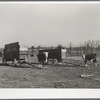 Purebred Herefords are raised and fattened for the market at the Bois d'Arc cooperative. Osage Farms, [Pettis County,] Missouri
