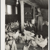 There are 1800 chickens and 2000 pullets at the Bois d'Arc cooperative. Osage Farms, Missouri