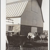 Part of the dairy herd at Bois d'Arc cooperative. Osage Farms, Missouri
