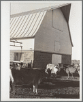 Part of the dairy herd at Bois d'Arc cooperative. Osage Farms, Missouri