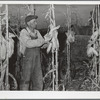 Fred Maschman, tenant purchase client, husking corn. Iowa County, Iowa