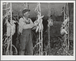 Fred Maschman, tenant purchase client, husking corn. Iowa County, Iowa
