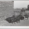 Fred Wilfang, rehabilitation client, derives most of his cash income from the sale of hogs and other livestock products. Black Hawk County, Iowa