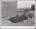 Fred Wilfang, rehabilitation client, derives most of his cash income from the sale of hogs and other livestock products. Black Hawk County, Iowa