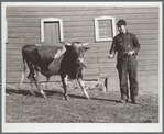 Fred Wilfang owns a thoroughbred bull which two other farmers use under a cooperative agreement worked out by the FSA (Farm Security Administration). Black Hawk County, Iowa
