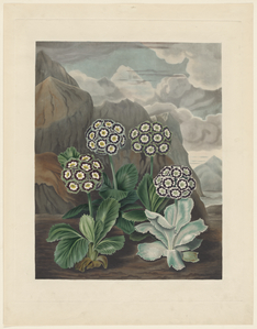 The Beauties of Flora