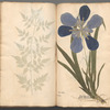 Ectypa vegetabilium 
