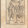 Gallo d’India ; Pauone